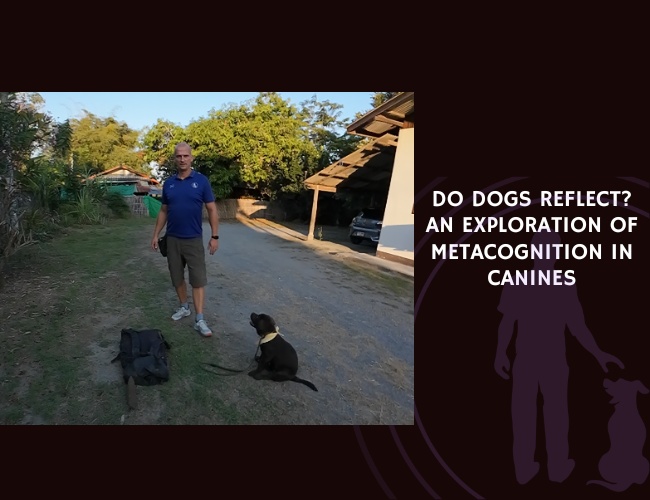 Do Dogs Reflect An Exploration of Metacognition in Canines