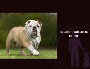 English Bulldog Guide