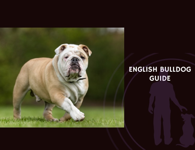 English Bulldog Guide