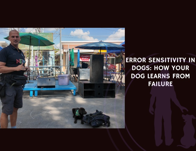 Error Sensitivity in Dogs How Your Dog Learns from Failure