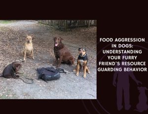 Food Aggression in Dogs Understanding Your Furry Friend's Resource Guarding Behavior