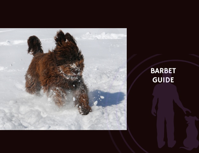 Guide to Barbet