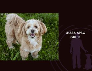 Guide to Lhasa Apso
