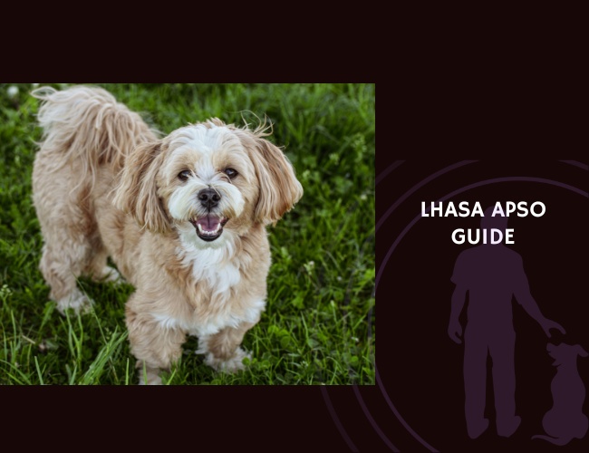Guide to Lhasa Apso