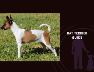 Guide to Rat Terrier