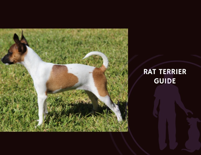 Guide to Rat Terrier