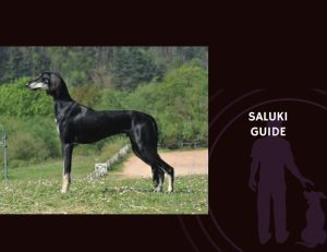 Guide to Saluki