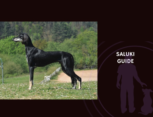 Guide to Saluki