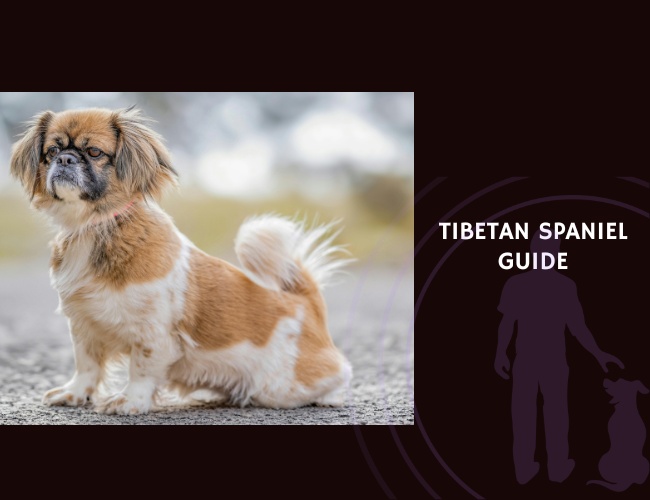 Guide to Tibetan Spaniel