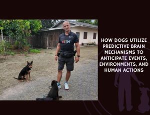 How Dogs Utilize Predictive Brain Mechanisms to Anticipate Events, Environments, and Human Actions