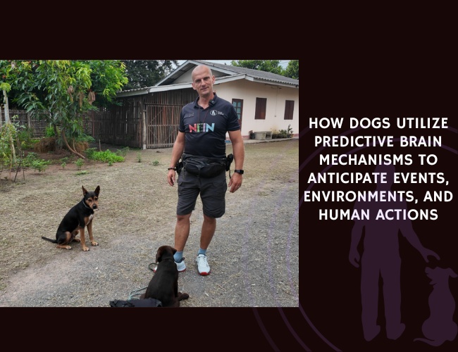 How Dogs Utilize Predictive Brain Mechanisms to Anticipate Events, Environments, and Human Actions