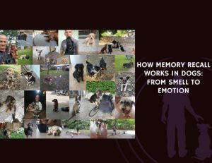 How Memory Recall Works in Dogs From Smell to Emotion