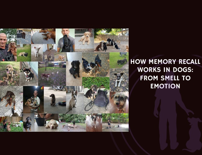 How Memory Recall Works in Dogs From Smell to Emotion
