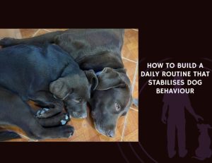 How to Build a Daily Routine That Stabilises Dog Behaviour