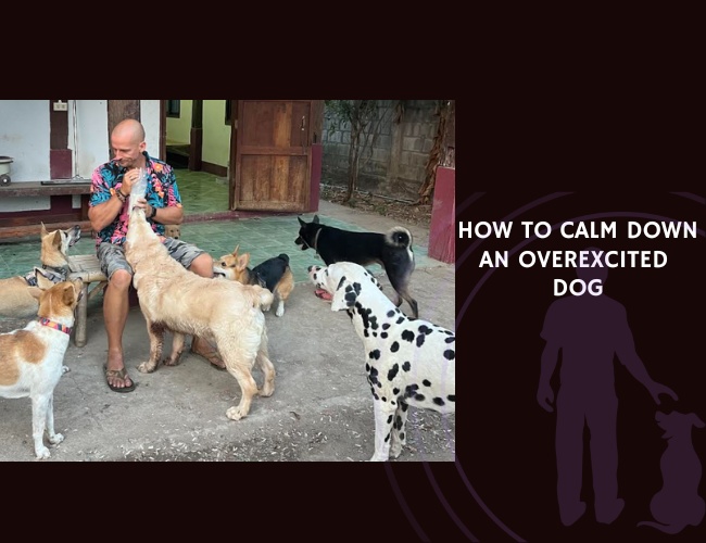 How to Calm Down an Overexcited Dog A Complete Guide