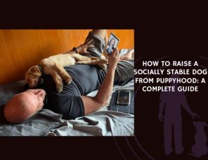 How to Raise a Socially Stable Dog from Puppyhood A Complete Guide