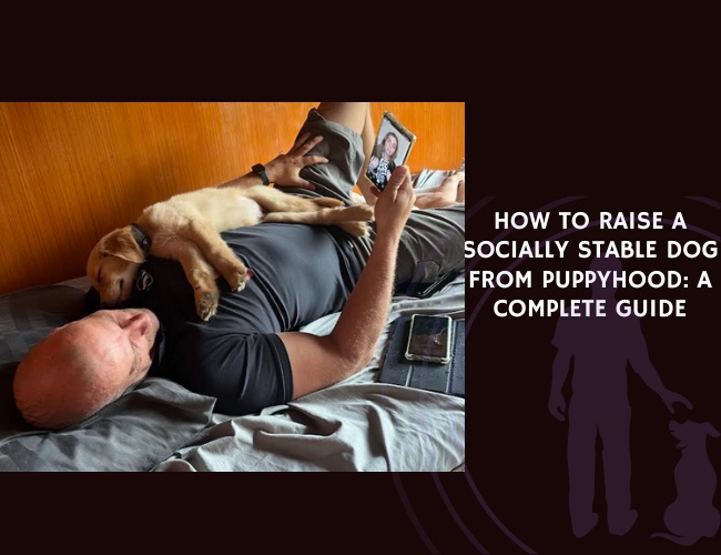 How to Raise a Socially Stable Dog from Puppyhood A Complete Guide