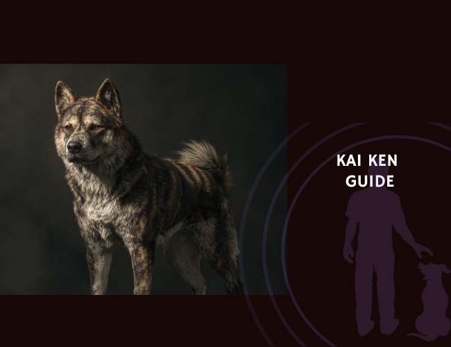 Kai Ken Guide
