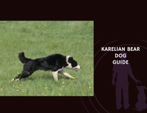Karelian Bear Dog Guide