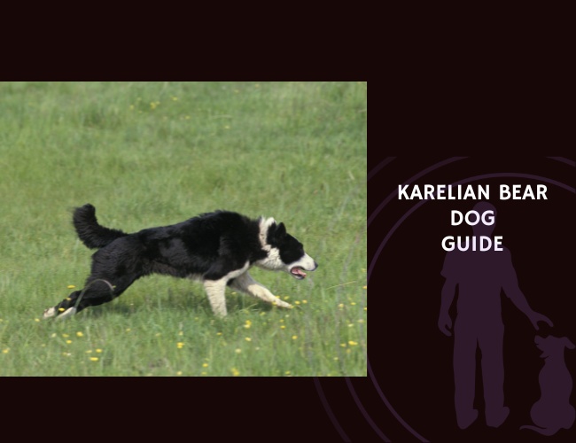 Karelian Bear Dog Guide