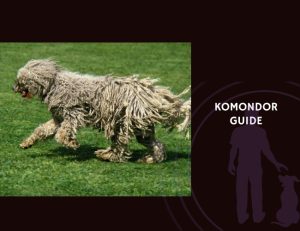 Komondor Guide