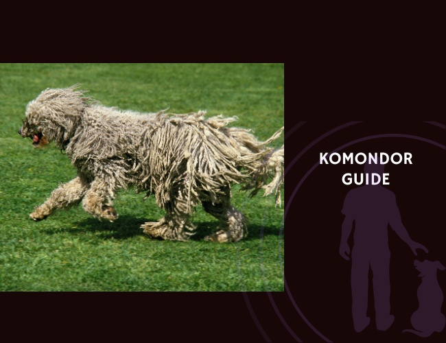 Komondor Guide