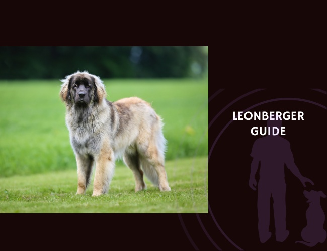 Leonberger Guide