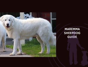 Maremma Sheepdog Guide