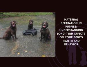 Maternal Separation in Puppies Understanding Long-Term Effects on Your Dog's Health and Behavior