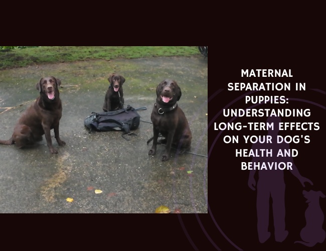 Maternal Separation in Puppies Understanding Long-Term Effects on Your Dog's Health and Behavior