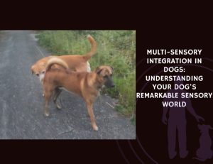 Multi-Sensory Integration in Dogs Understanding Your Dog's Remarkable Sensory World