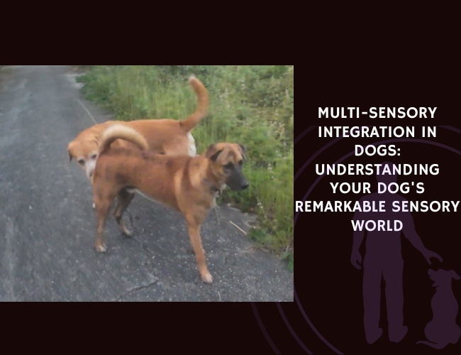 Multi-Sensory Integration in Dogs Understanding Your Dog's Remarkable Sensory World