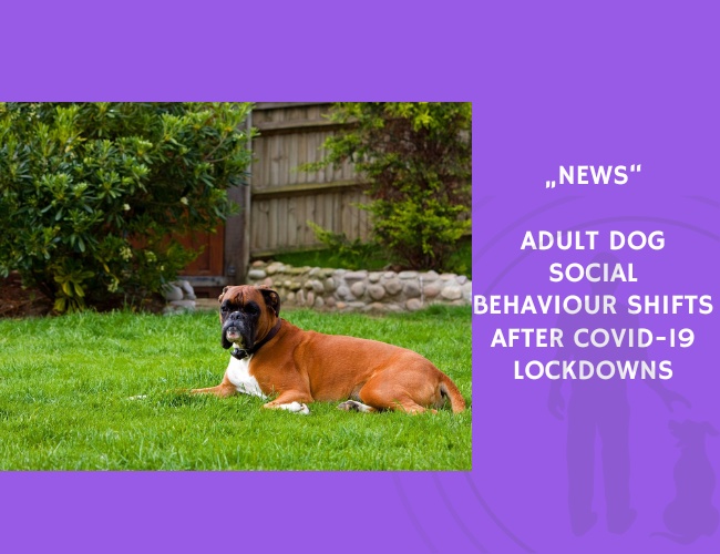 News-Adult Dog Social Behaviour Shifts After COVID-19 Lockdowns