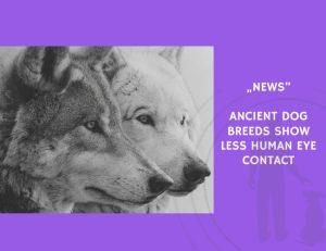 News-Ancient Dog Breeds Show Less Human Eye Contact