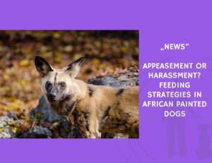 News-Appeasement or Harassment Feeding Strategies in African Painted Dogs