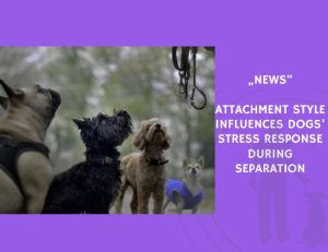 News-Attachment Style Influences Dogs’ Stress Response During Separation