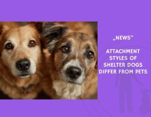 News-Attachment Styles of Shelter Dogs Differ from Pets