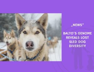 News-Balto’s Genome Reveals Lost Sled Dog Diversity