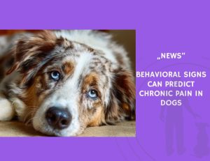 News-Behavioral Signs Can Predict Chronic Pain in Dogs