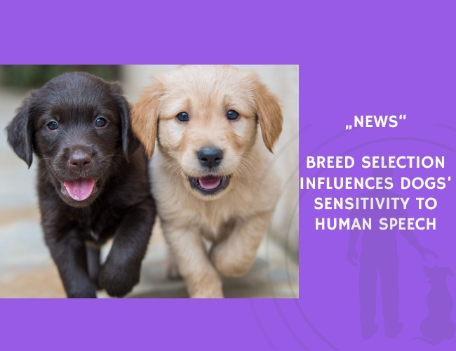 News-Breed Selection Influences Dogs’ Sensitivity to Human Speech
