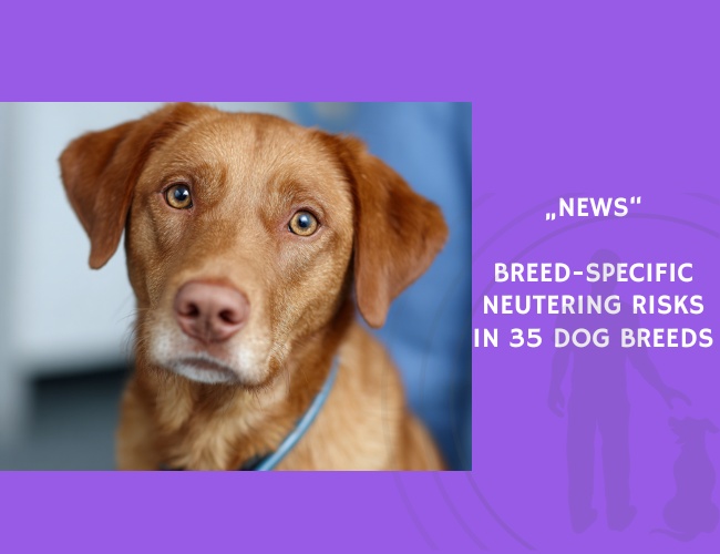 News-Breed-Specific Neutering Risks in 35 Dog Breeds