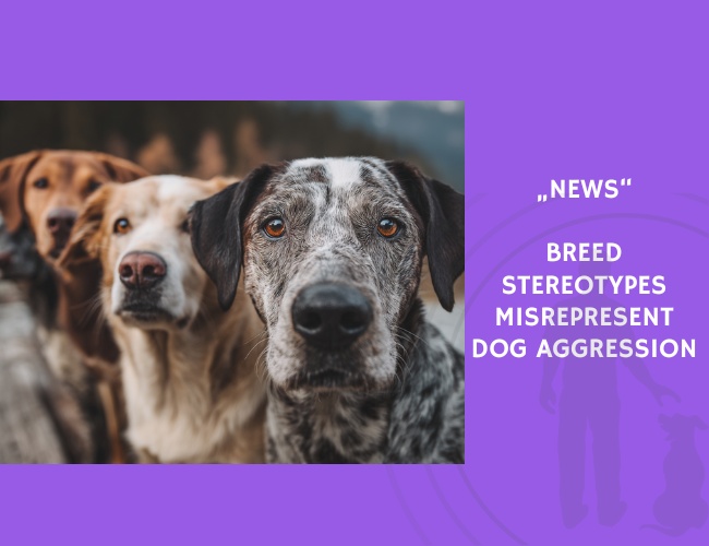 News-Breed Stereotypes Misrepresent Dog Aggression