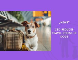 News-CBD Reduces Travel Stress in Dogs