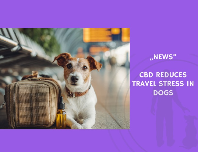 News-CBD Reduces Travel Stress in Dogs