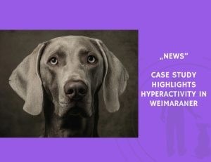 News-Case Study Highlights Hyperactivity in Weimaraner