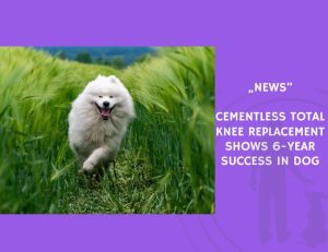 News-Cementless Total Knee Replacement Shows 6-Year Success in Dog