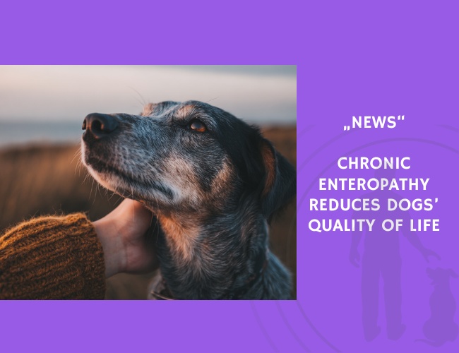 News-Chronic Enteropathy Reduces Dogs’ Quality of Life