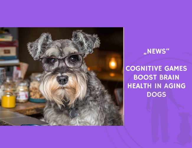 News-Cognitive Games Boost Brain Health in Aging Dogs