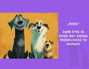News-Dark Eyes in Dogs May Signal Friendliness to Humans