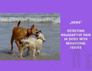 News-Detecting Maladaptive Pain in Dogs with Behavioral Issues